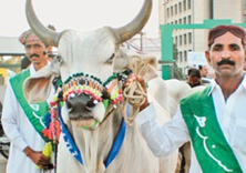 Sindh Horse and Cattle Show